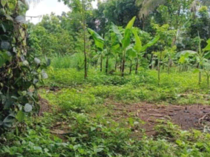 100 hectares Raw Land For Sale in Tanay Rizal