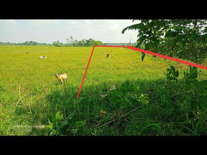 Lot with 3615 sqm located in new Barangay road Palisoc -Ketegan Bautista Pangasinan. Titledad