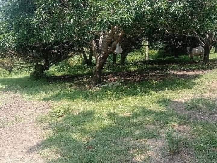 7,000 sqm Residential mango Farm For Sale in San Juan Batangas