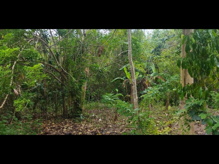 20 hectars farm lot upland for sale
