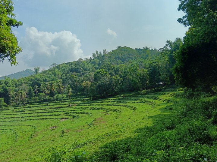 Rice land, with bamboo anh mohogany trees