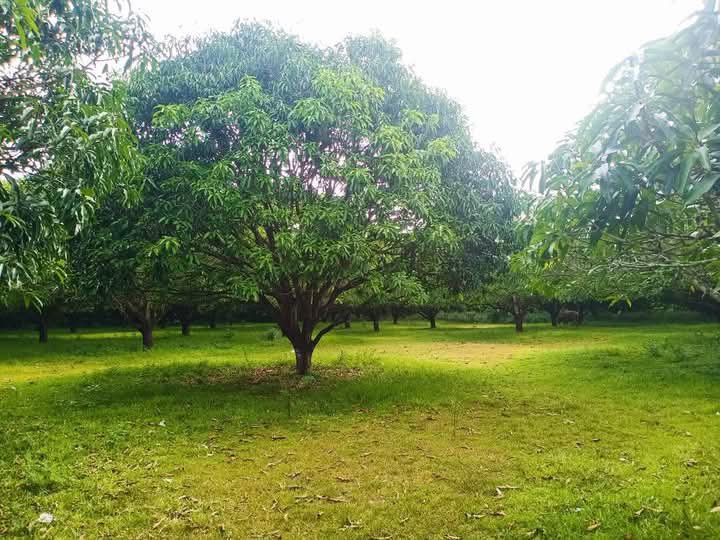 1.14 hectares Residential Farm For Sale in San Juan