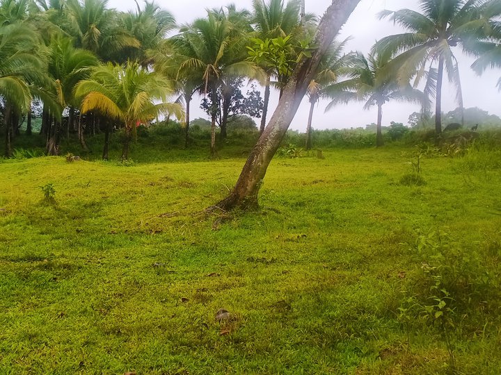 Farm lot for sale tayabas quezon. installment or cash. [Lot 🚜