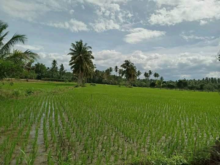 Farm lot for sale in bansalan, Magsaysay davao del sur