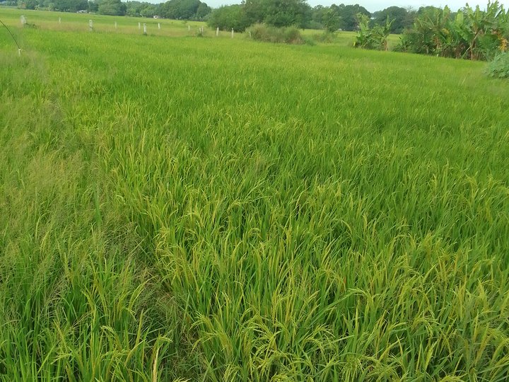 Farm Lot For Sale in Rosales Pangasinan