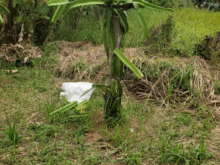 1000 sqm farm lot for sale in bgy. Talon Amadeo Cavite