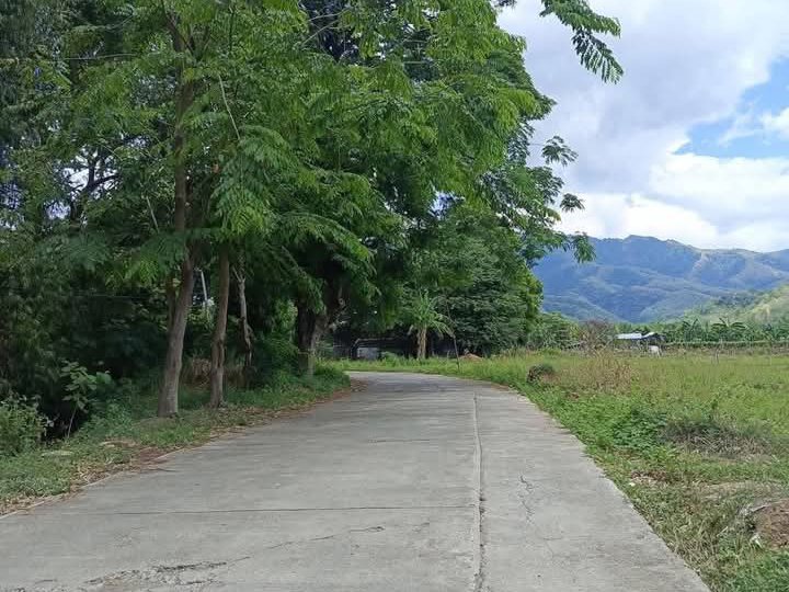 4,124sqm farm lot for sale in san nicolas pangasinan