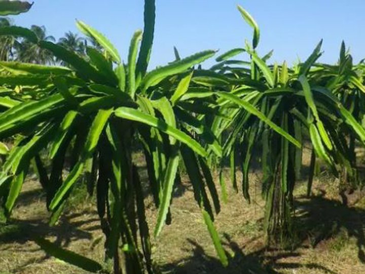 300 sqm Agricultural Farm Lot For Sale Indang Cavite