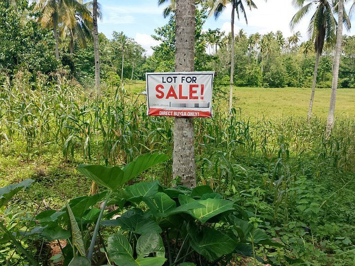 6.12 hectares Farm Lot For Sale in Ipil Zamboanga Sibugay : For Sale by Owner with Title