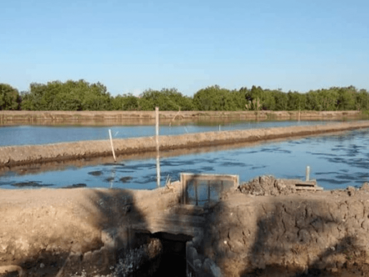 6.5 Hectares Fishpond for Sale in Cadiz City, Negros Occidental