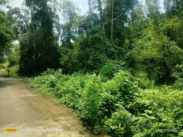 Lot for sale 2.8 hectares ideal for subdivision and etc. Consolacion
