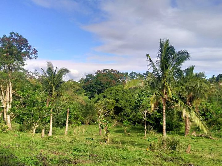 Farm Lot in Tagaytay near Splendido and SkyRanch