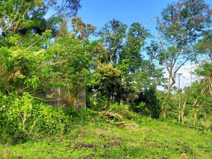 Farm lot for Sale Tagaytay weather -Investment-Retirement