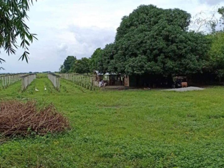 Farm Lot for Sale in Buliran, San Antonio, Nueva Ecija