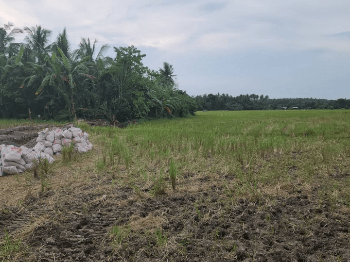 Farm Lot For Sale Liliw Laguna