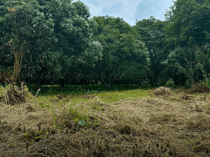 2 Hectare Vacant Lot for Sale in Nueva Ecija with Mango Trees