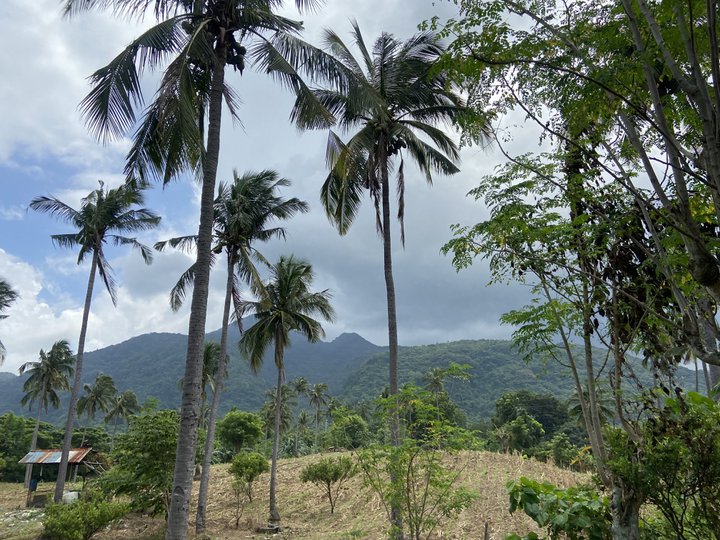 3 hectares Property For Sale in Santo Tomas Batangas