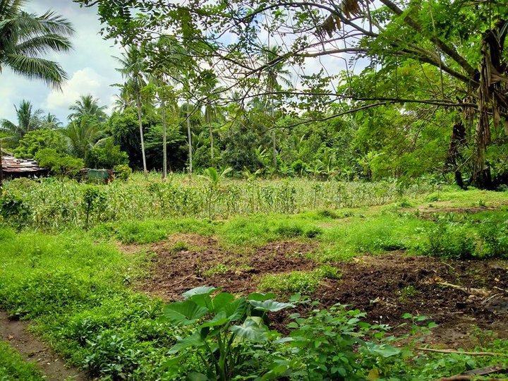 Farm lot for sale near in Tagaytay [Lot 🚜] (April 2023) in Alfonso