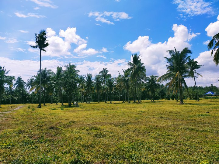 COCONUT FARM LOT IN BRGY. CABAY, TIAONG, QUEZON