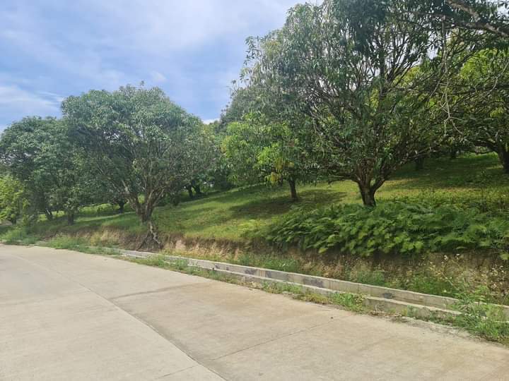 7.51 has lot with 250 mango trees along provincial highway in Barili ...