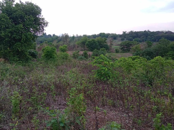 3 hectares Agricultural Farm For Sale in Umingan Pangasinan