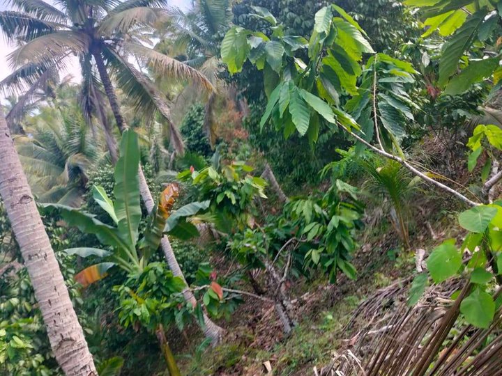 2.7 hectares Agricultural Farm For Sale in New Corella Davao del Norte