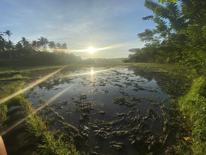 Ricefield Farmlot for sale in Alegria, Sorsogon