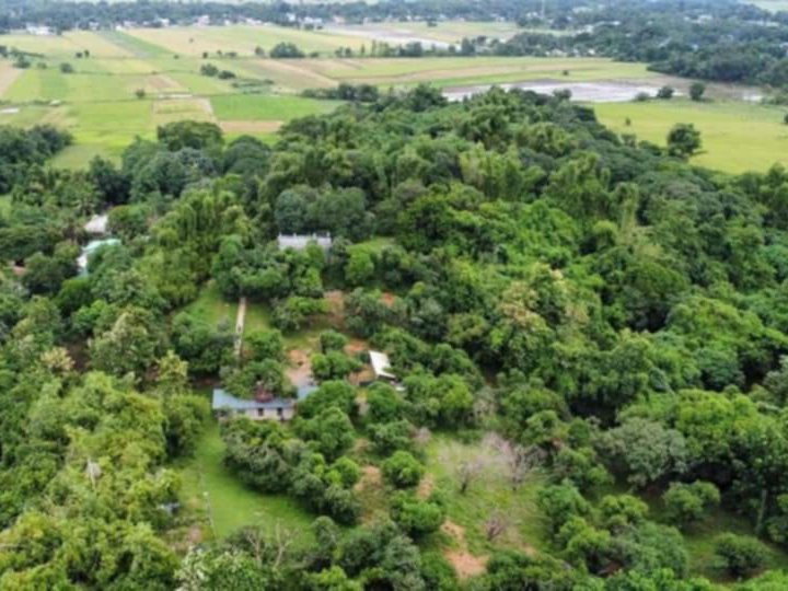 9,850 sqm Mango Farm with House & Lot For Sale in Balungao Pangasinan