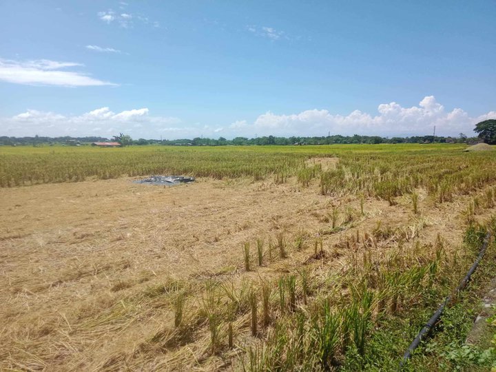 5,493 sqm Farm Lot For Sale in Santo Tomas La Union