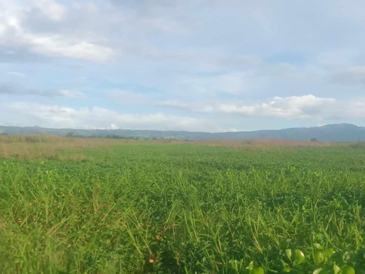 8,537 sqm Farm Lot For Sale in Morong Rizal