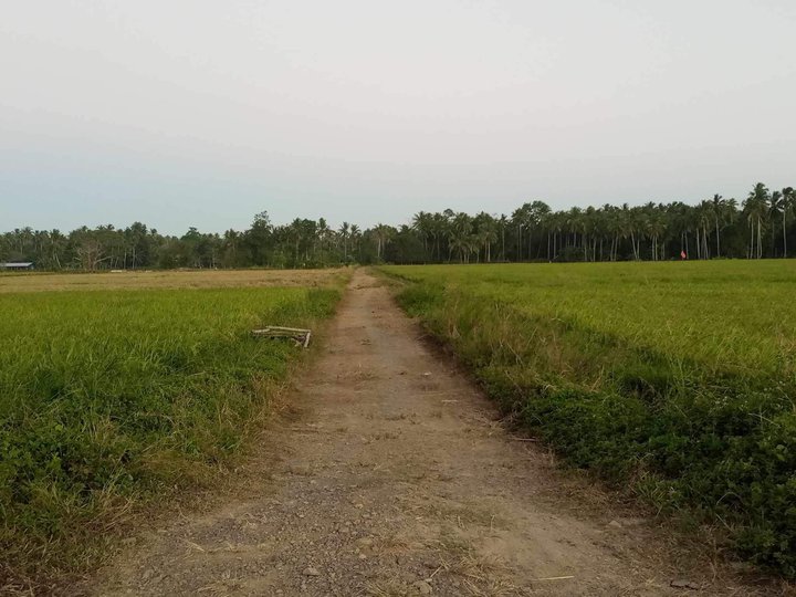 8,328 sqm Agricultural Farm For Sale in Puerto Princesa Palawan