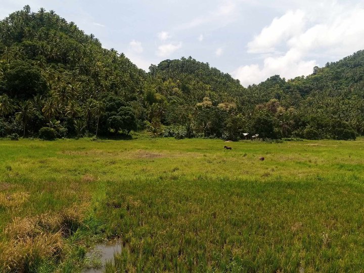 7 hectares Agricultiral Farm For Sale in Calbayog Samar