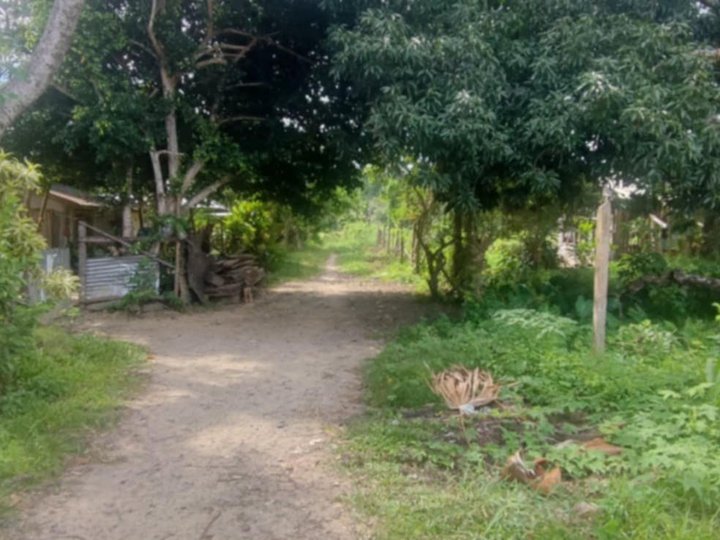 Overlooking beach farm lot