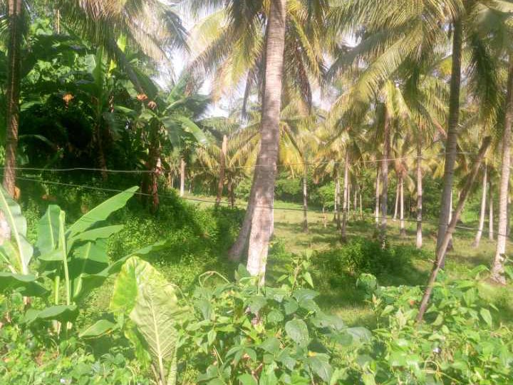 For sale 7.8 hectares Farm lot in Buhi Camarines Sur