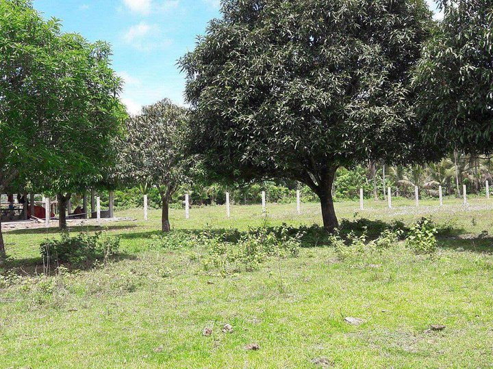 LF INVESTOR 10,000 SQM AGRICULTURAL FARM IN NASUGBO BATANGAS CLEAN TITLE