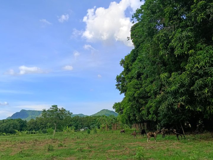 Nasugbu Farm Lot on sale!!!