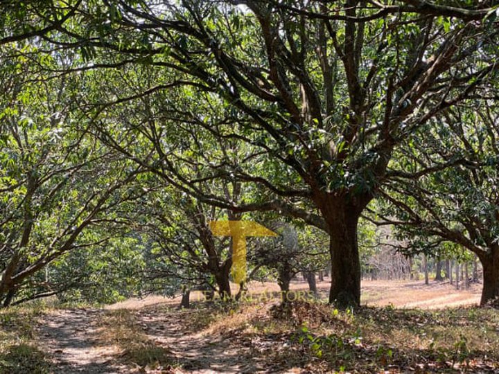 1.5 hectares Mango Farm For Sale in Umingan Pangasinan