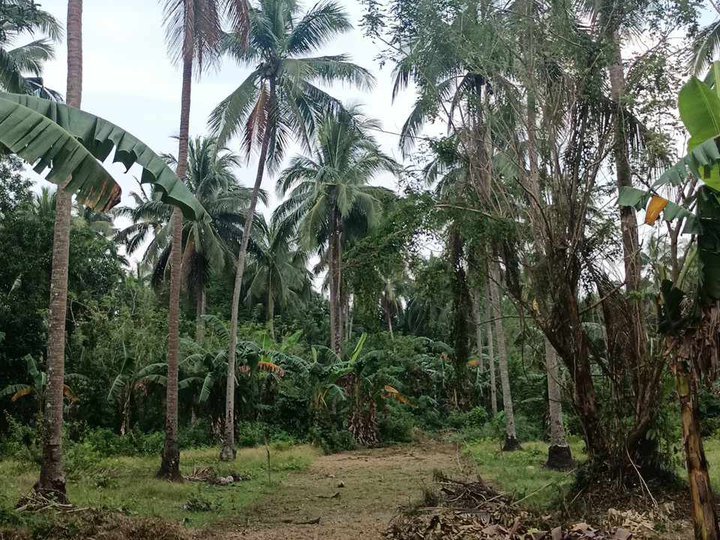 Farm lot for sale in Indang Cavite