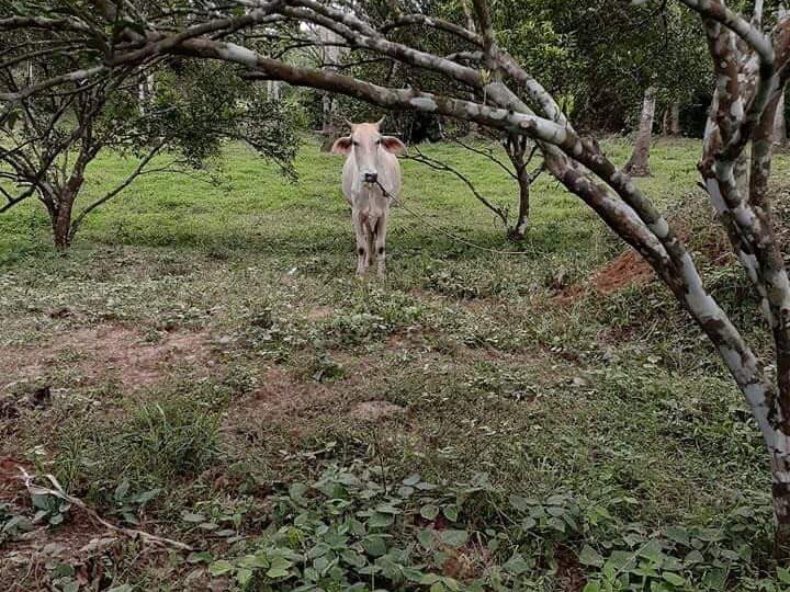 Rodriguez Montalban Rizal Farm or Agricultural land for Sale Lots