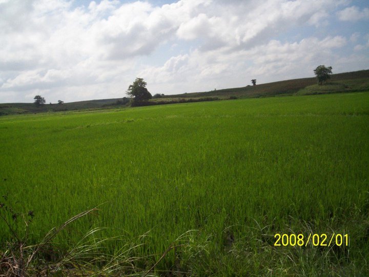 10 Hectares Agricultural Farm For Sale in Ilagan Isabela (CLEAN TITLE)