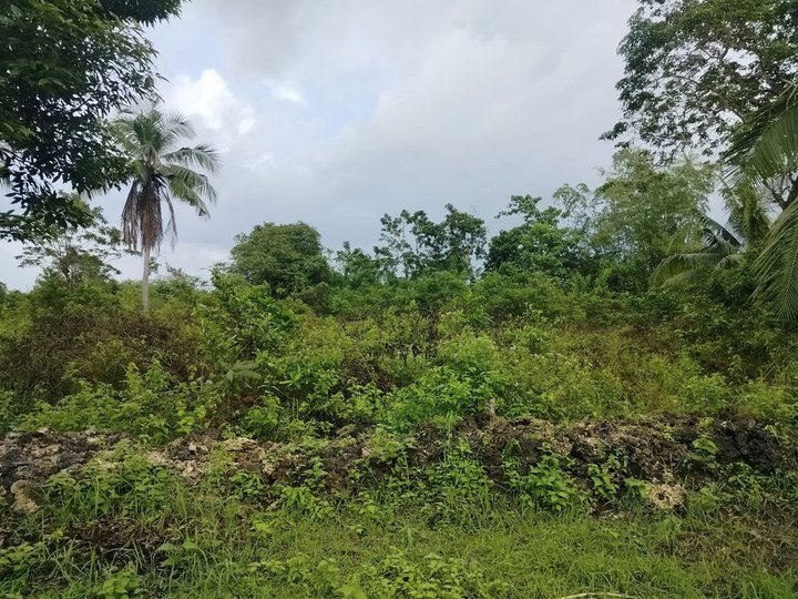 10,955 sqm lot for sale owner allow cutting at Panglao Island Bohol