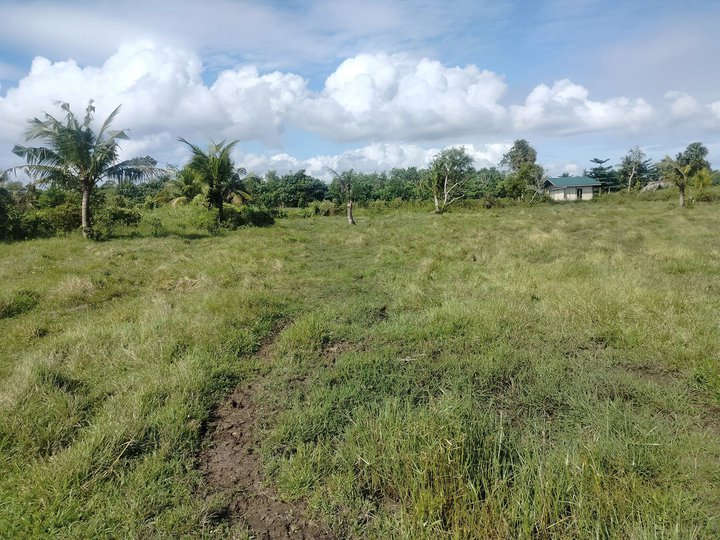 Lot for sale 16,029 sqm clean title with 60 mango trees at Ubay Bohol