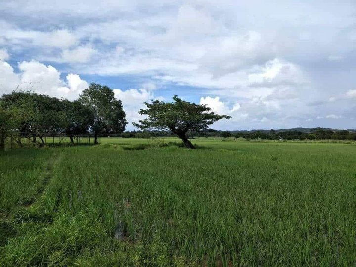 2 hectares of farm or agricultural lot for sale
