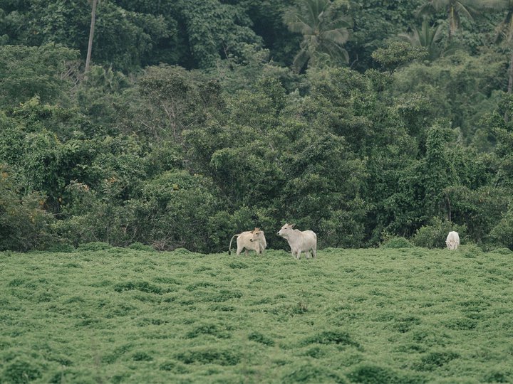 Raw Agricultural Farm Lot For Sale in Pangasinan [Lot 🚜] (August 2021