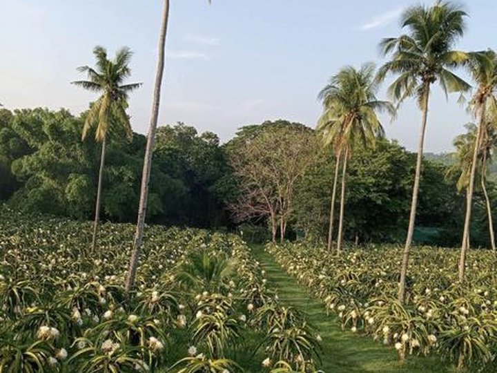 INCOME-GENERATING DRAGON FRUIT FARM