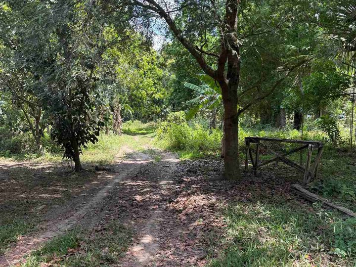 FARM LOT IN BUKAL SUR CANDELARIA IDEAL FOR FARMING OR WEEKEND RETREAT