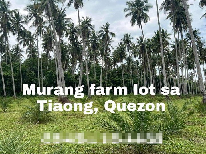 1000 sqm Coconut and Dates Farm Lot For Sale in Tiaong Quezon