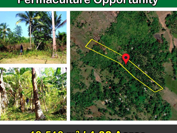 19,510 m2 / 4.82 Acres Titled  Habitat Farmland Permaculture Opportunity