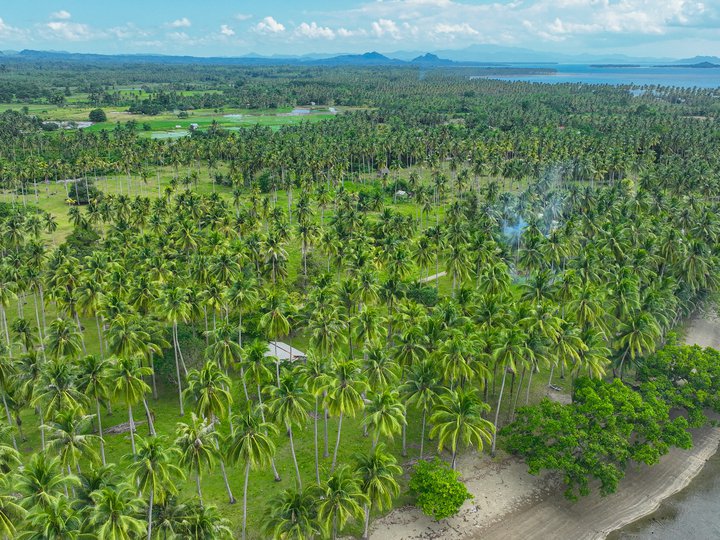Beach Lot Property For Sale in Quezon, Palawan Near Puerto Princesa -PalmShore-B5L5-409sqm