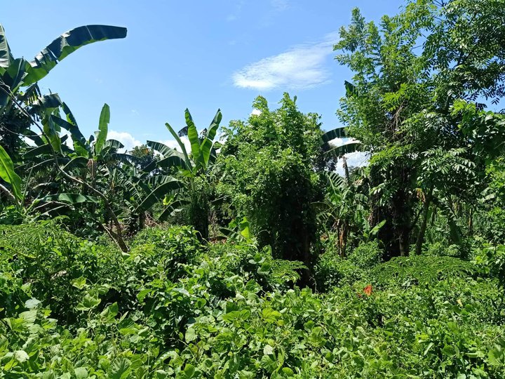 Farm lot